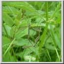 Tipula sp - Schnake 03b.jpg